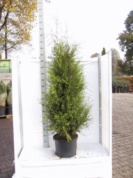 Thuja occidentalis 'Brabant', D 32