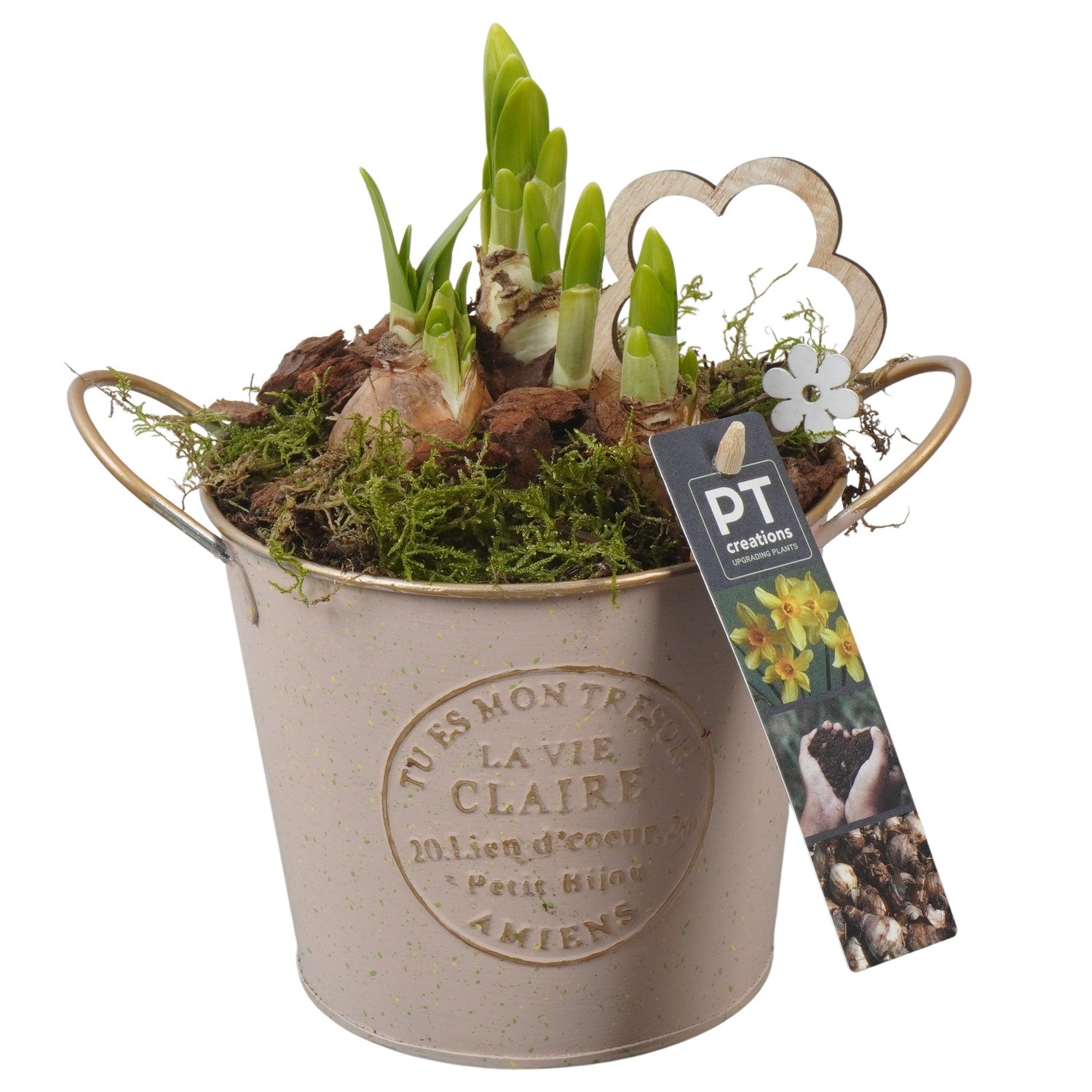 PTN8553 Arrangement Narcissus in zink pot, D 13