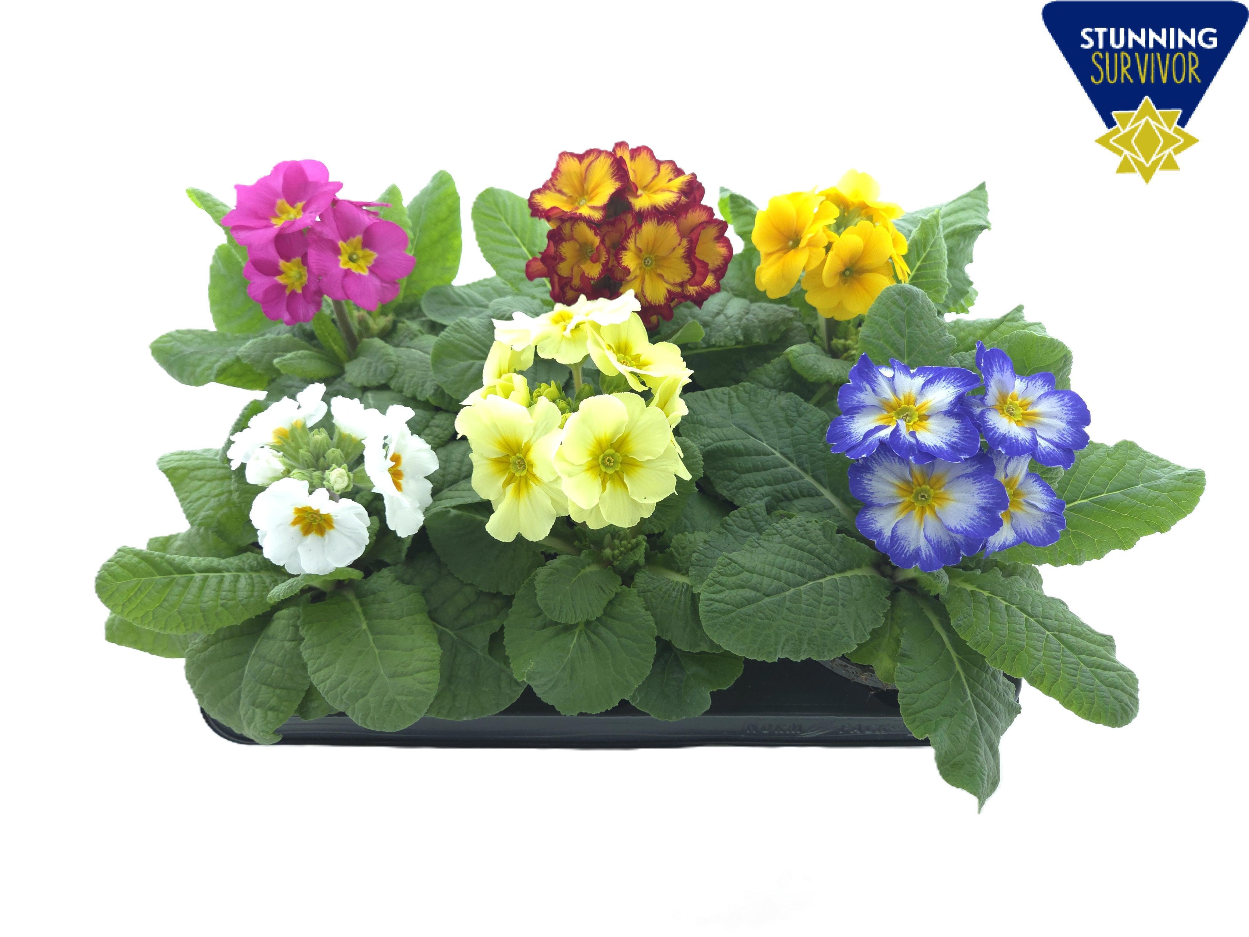 Primula elatior mix P12, D 12