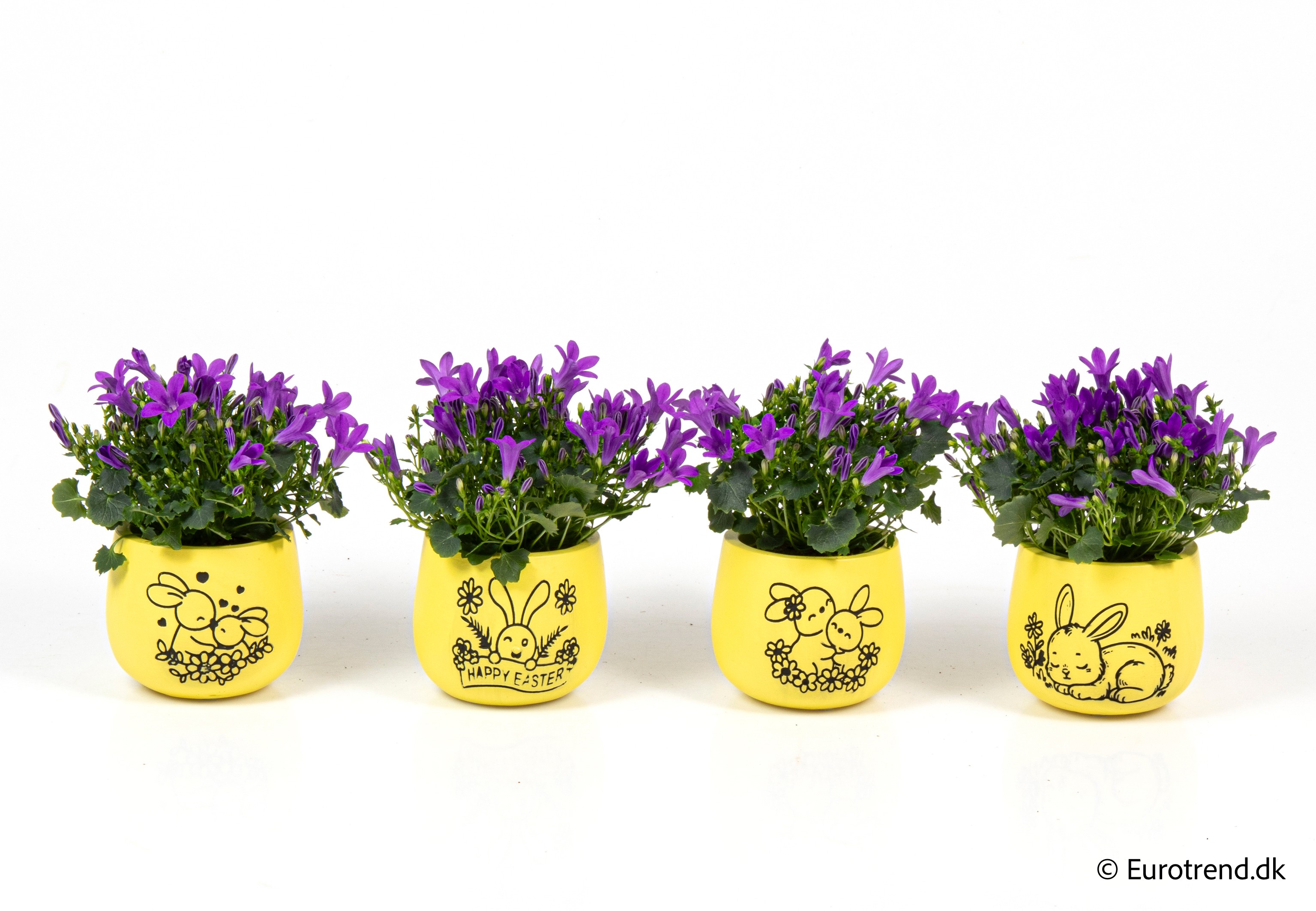 Campanula in Easter ceramic 2026, D 6