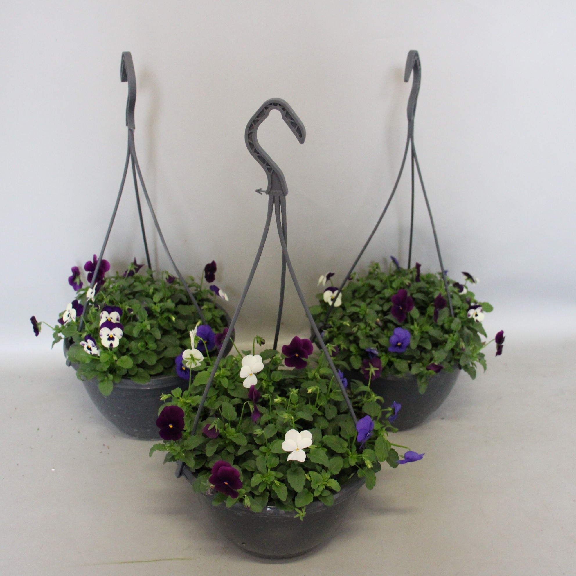 Viola hangpot 23 cm Divers, D 23