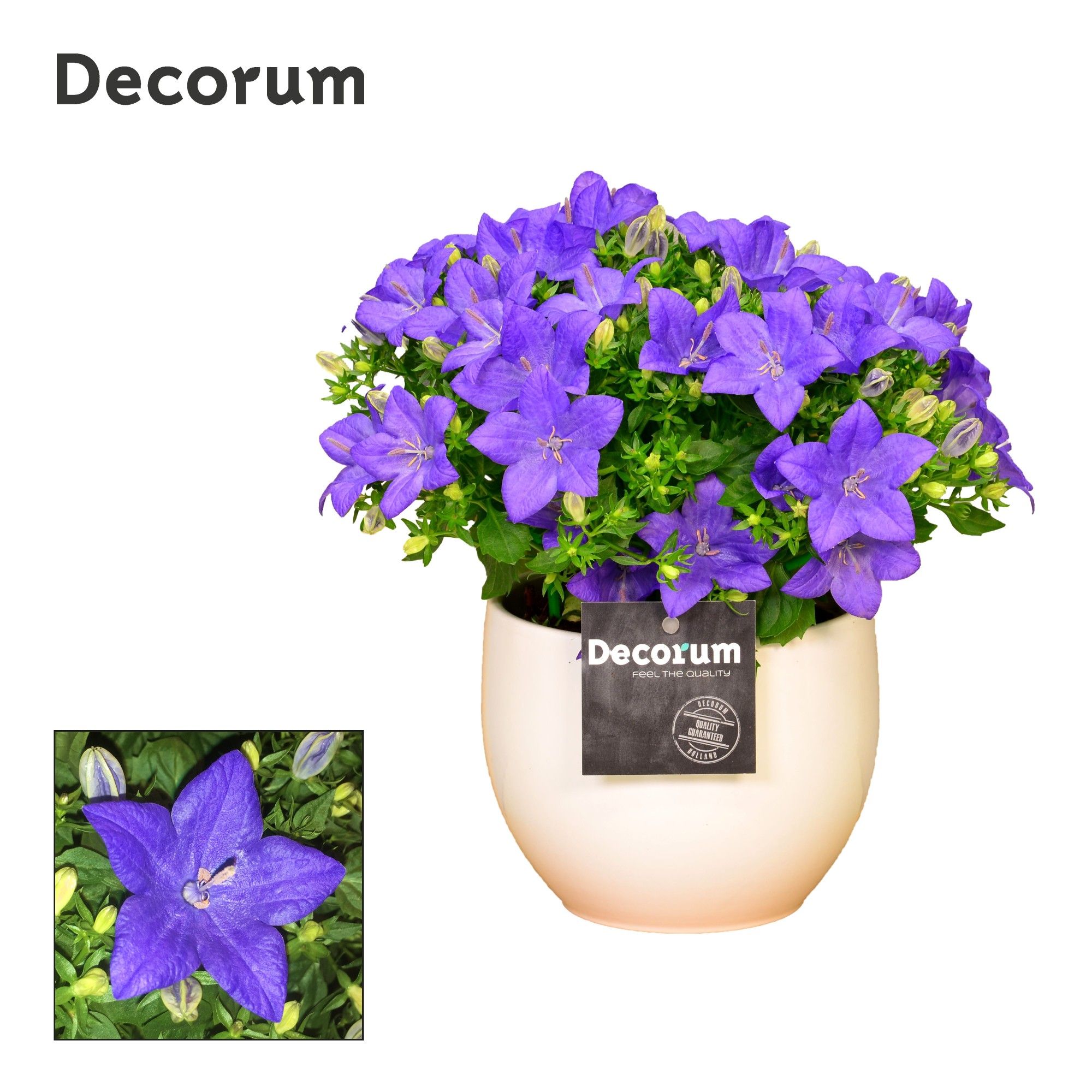 Campanula 'Napoli' Decorum Melanie, D 13