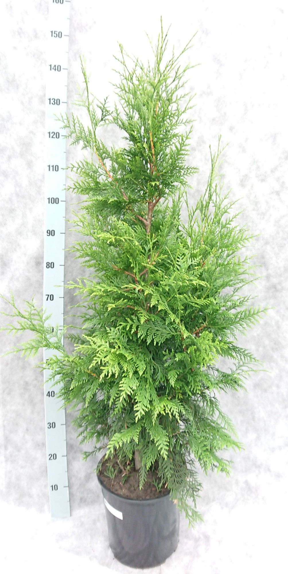 Thuja pl. Excelsa 140, D 27