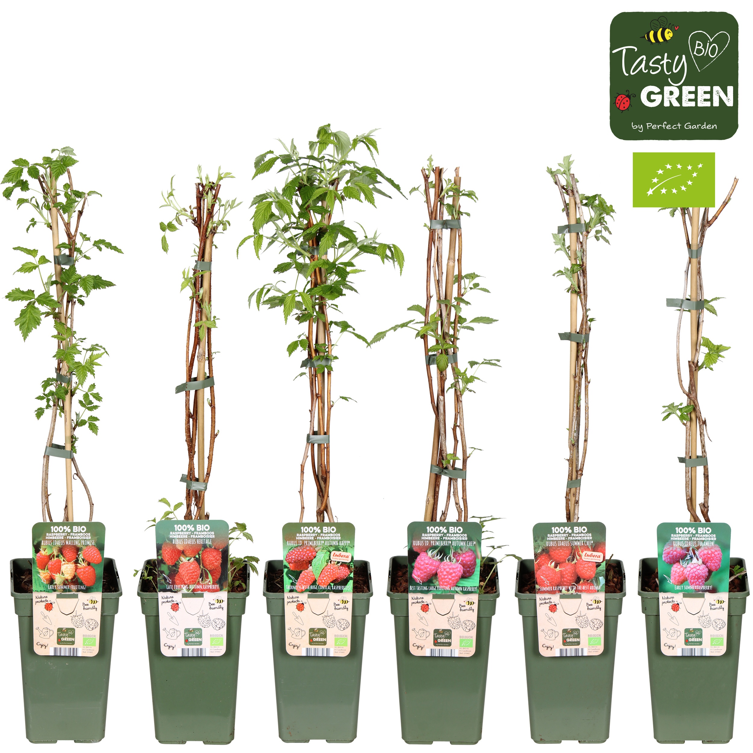 Rubus idaeus Framboos mix tray bio P19, D 19