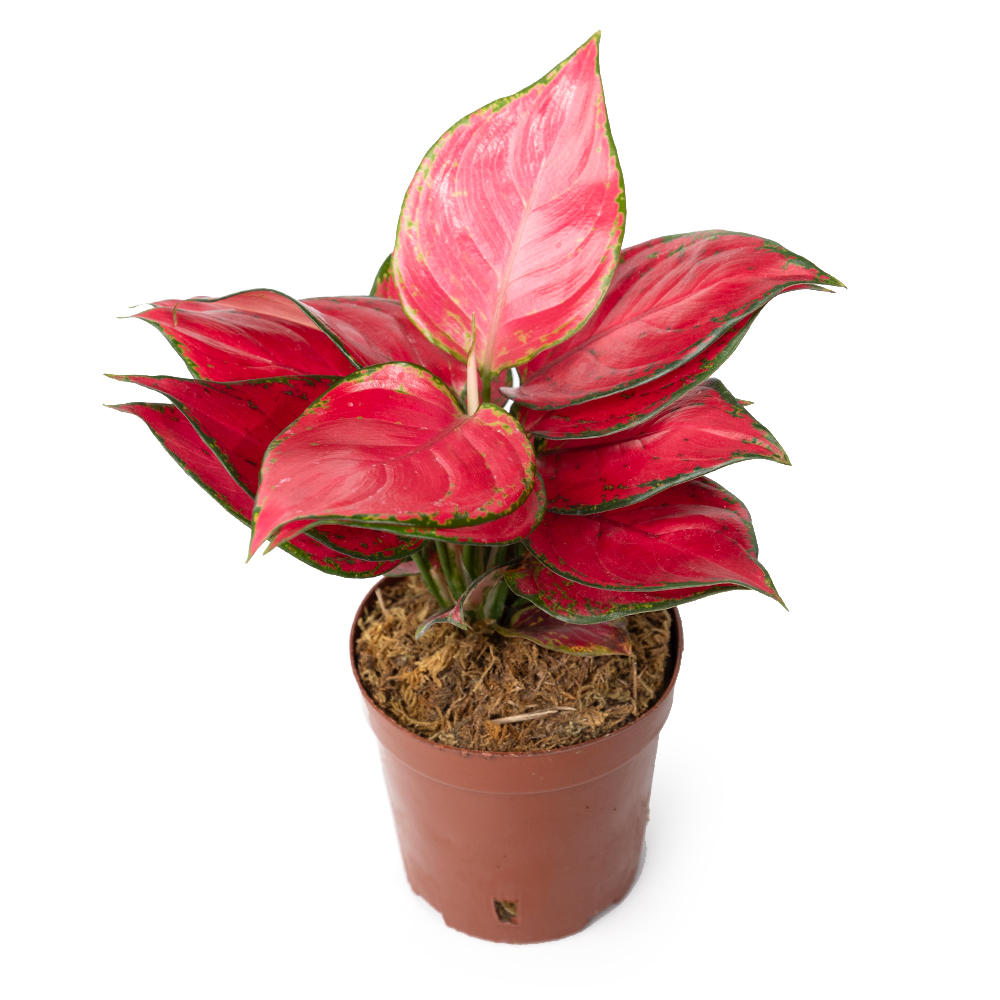 Аглаонема ред джой 2РР 12 20 (предзаказ)