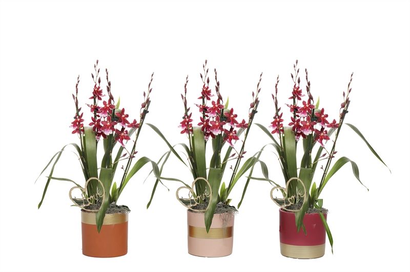 Dolomite p12 Horizon nude mix Cambria Barrocco Red 3-4T18+, D 12