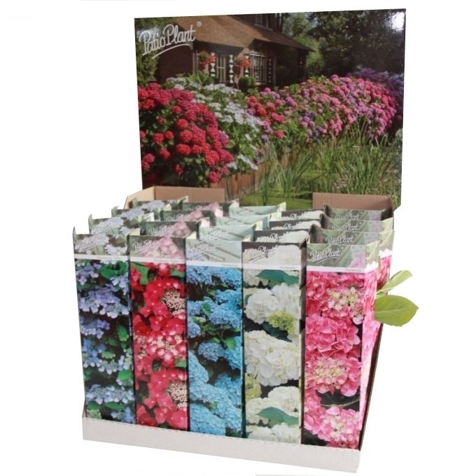 Hortensia mix, D 10,5