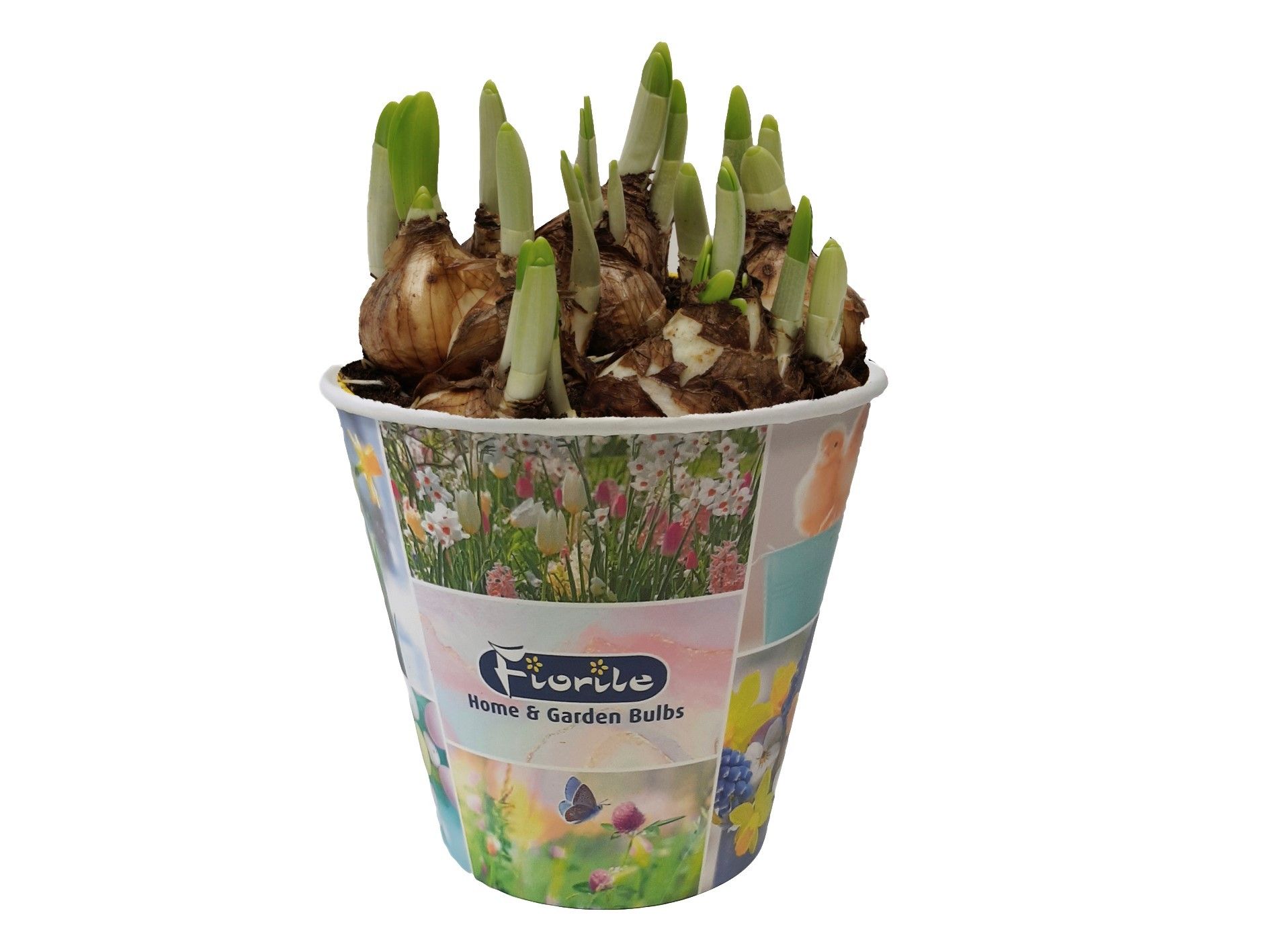 Narcis Tete a tete, in smart cup, D 13