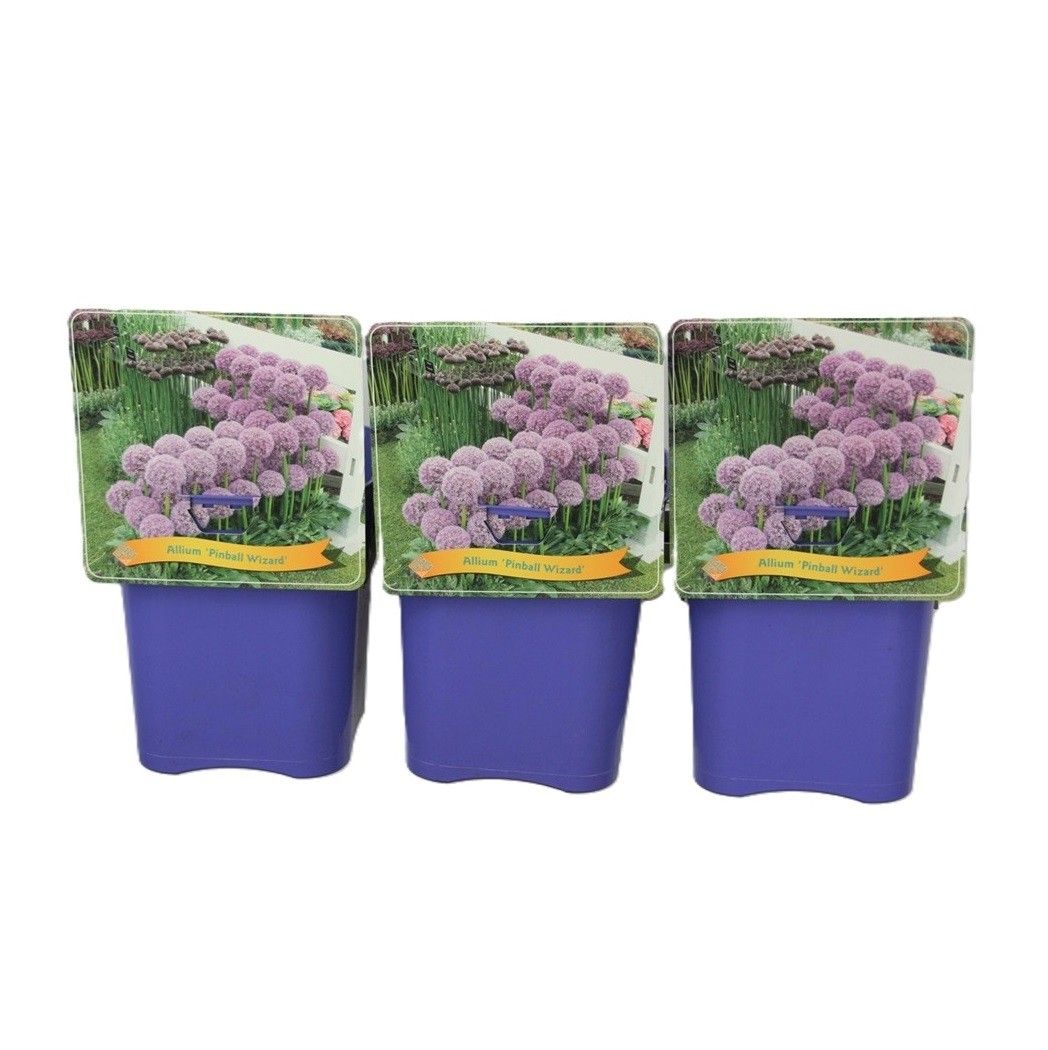 Allium 'Pinball Wizard' C5, D 21