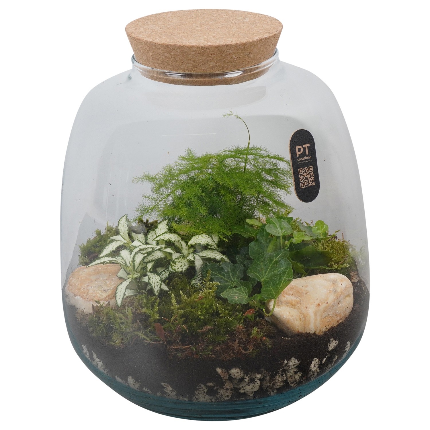 PTTER8129 Arrangement terrarium in glazen terrarium, D 23