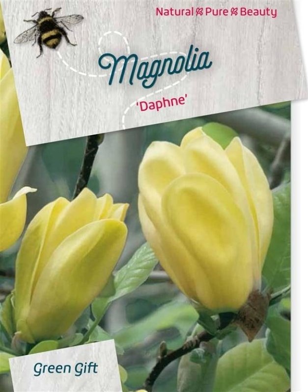 Magnolia 'Daphne', D 29