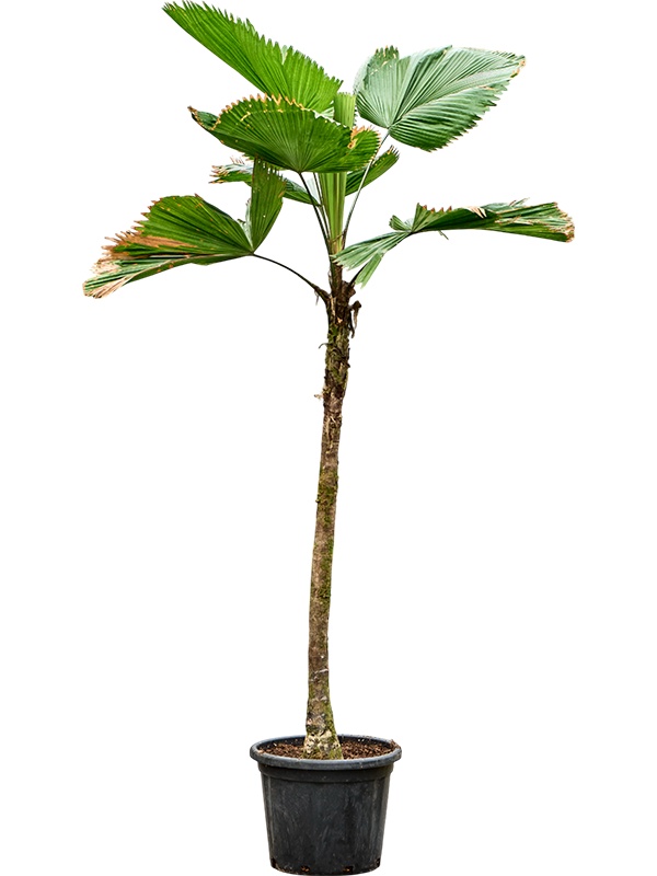 Licuala grandis, D 48