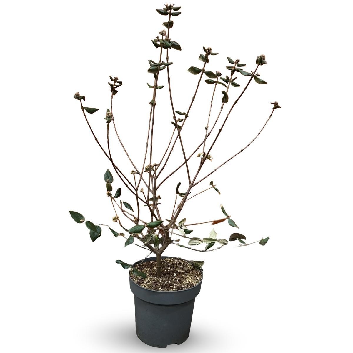Viburnum burkwoodii, D 31