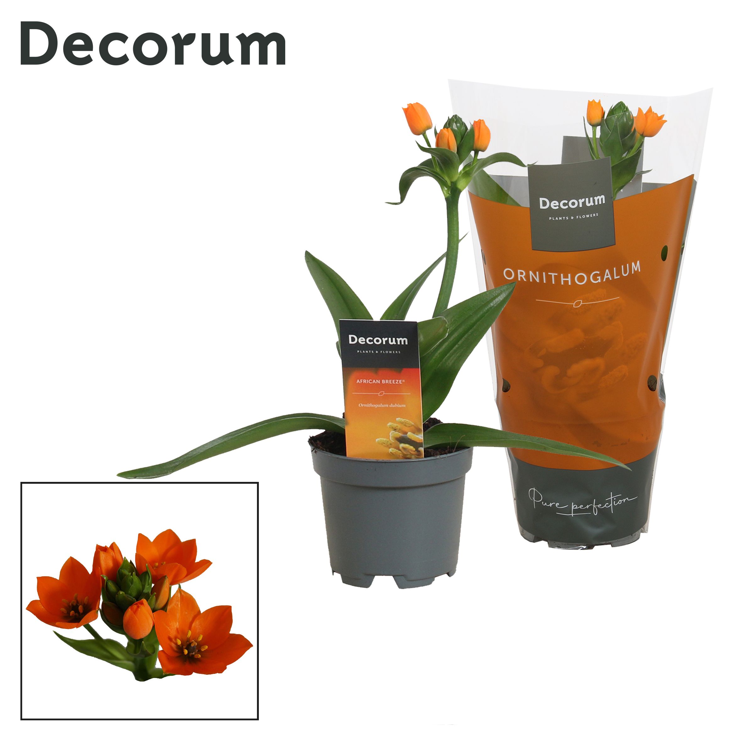 Ornithogalum Dubium Oranje 1pp (Decorum), D 10,5