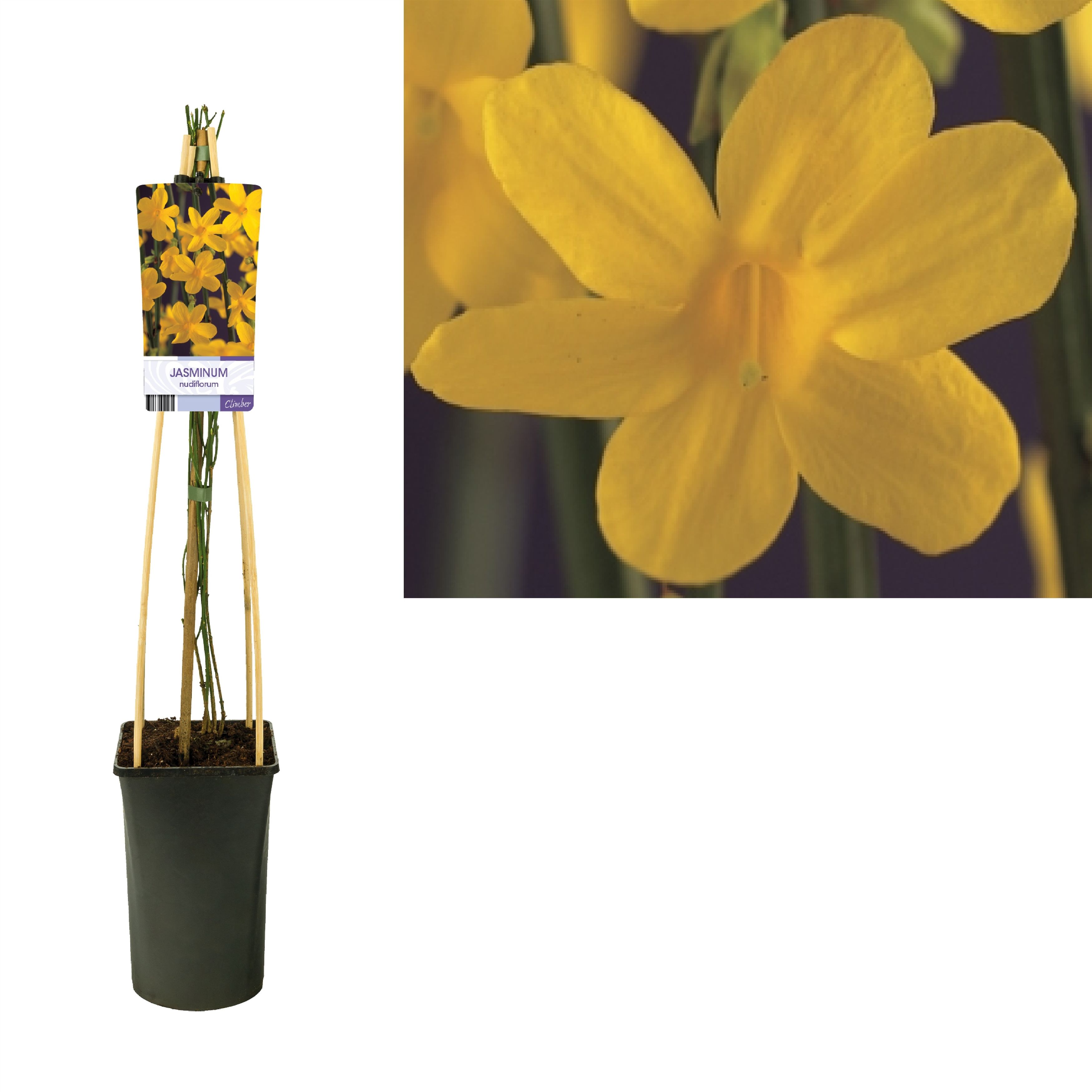 Jasminum nudiflorum +light label, D 17