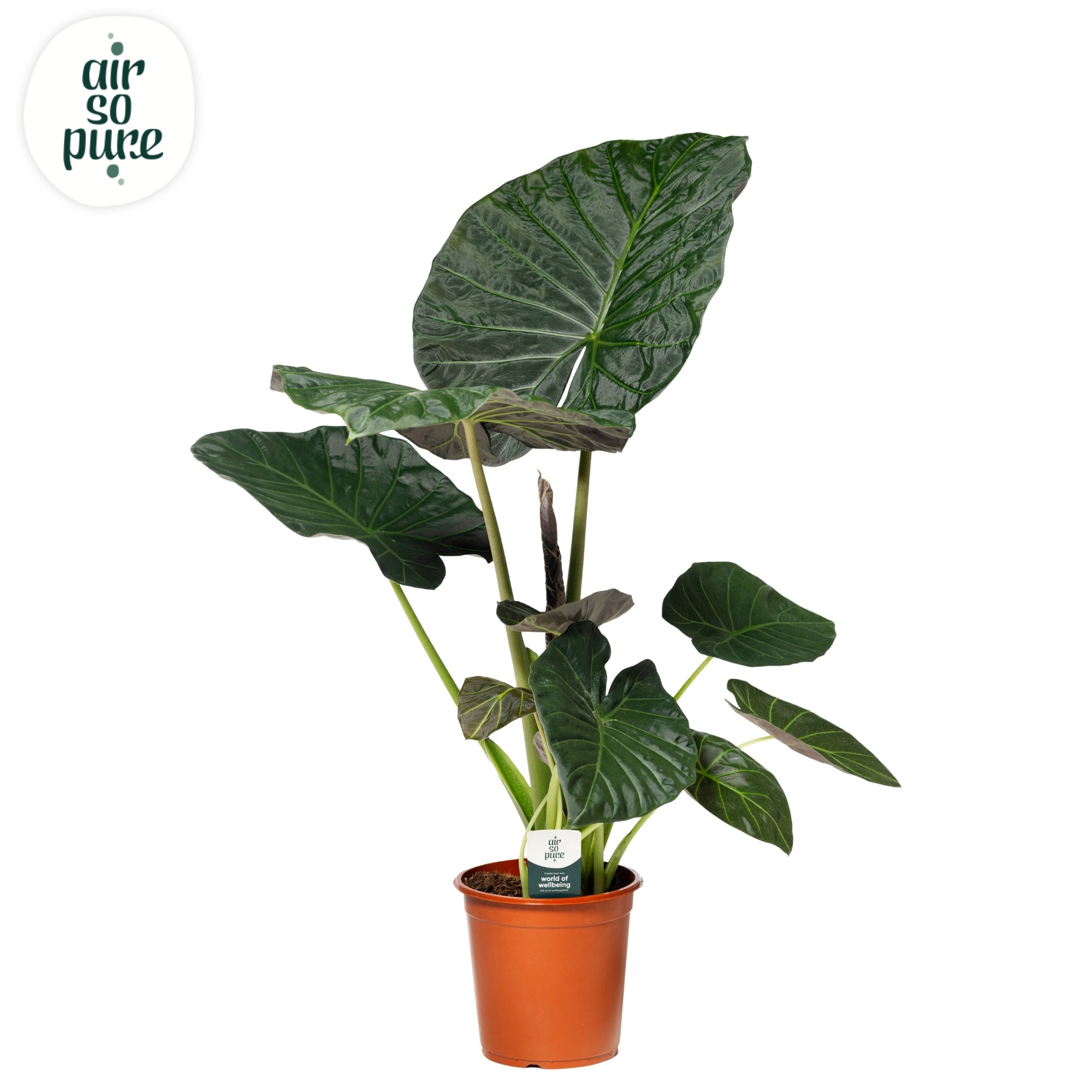 Alocasia Regal Shield p24 (Air so Pure), D 24