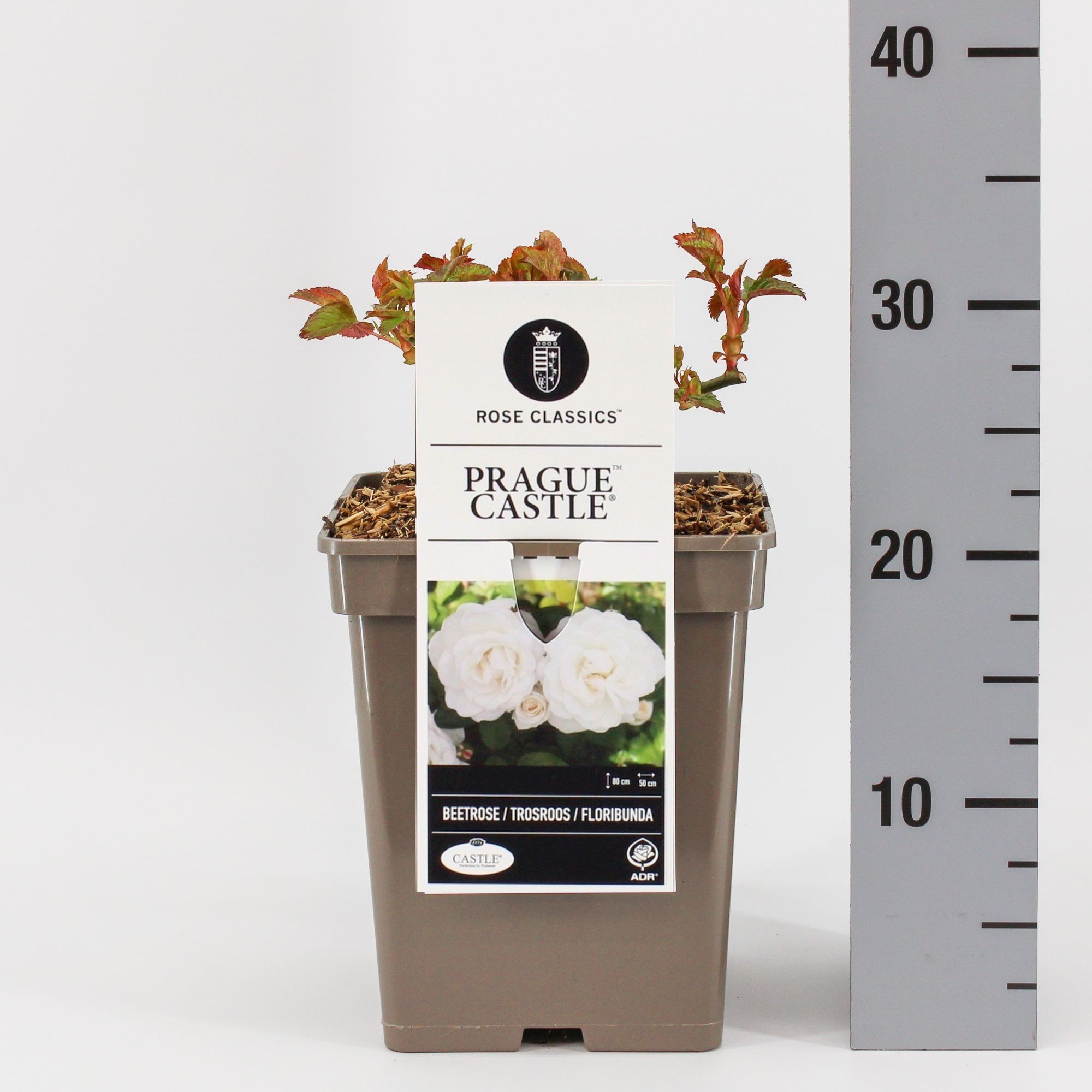 Rosa (F) Prague Castle ®, C5, D 23