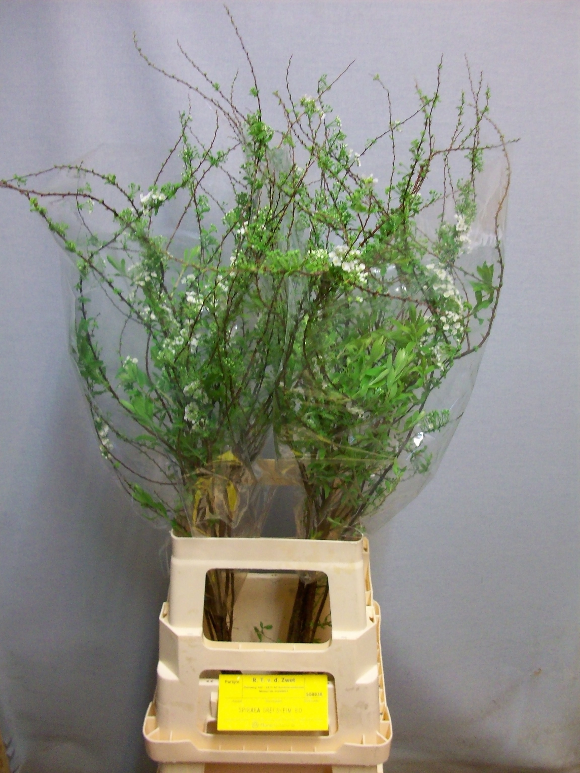 Спирея Грефшейм 80 (бел.), шт.