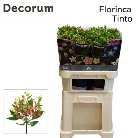 Альстромерия Тинто (розово-бел.), шт.