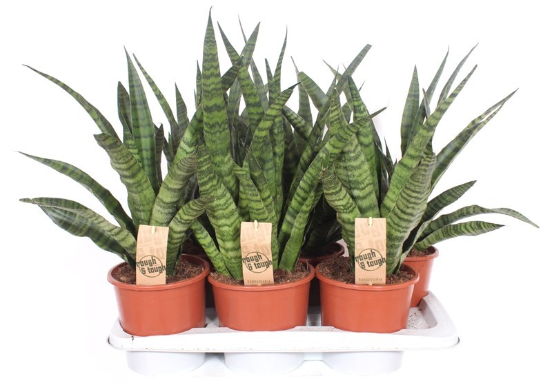 Sansevieria Diamond Green, D 17