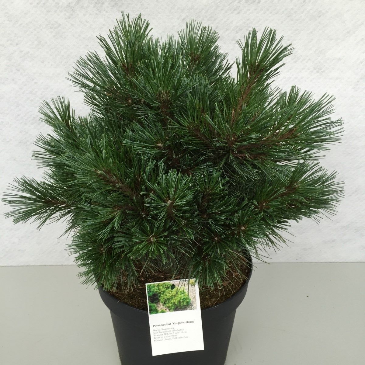 Pinus strobus 'Kruger's Lilliput', D 26