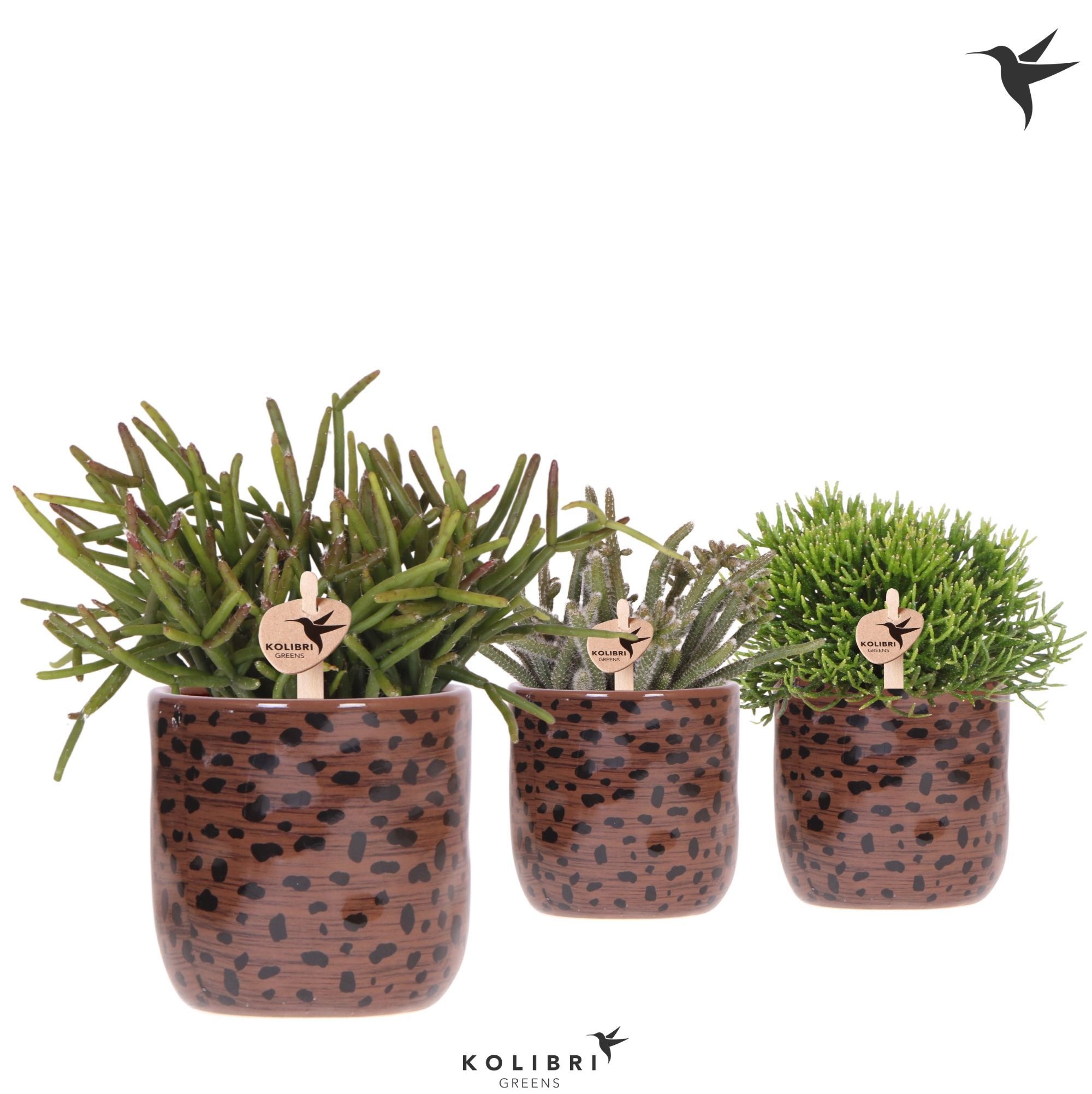 Kolibri Greens Rhipsalis mix in Leopard pot, D 9