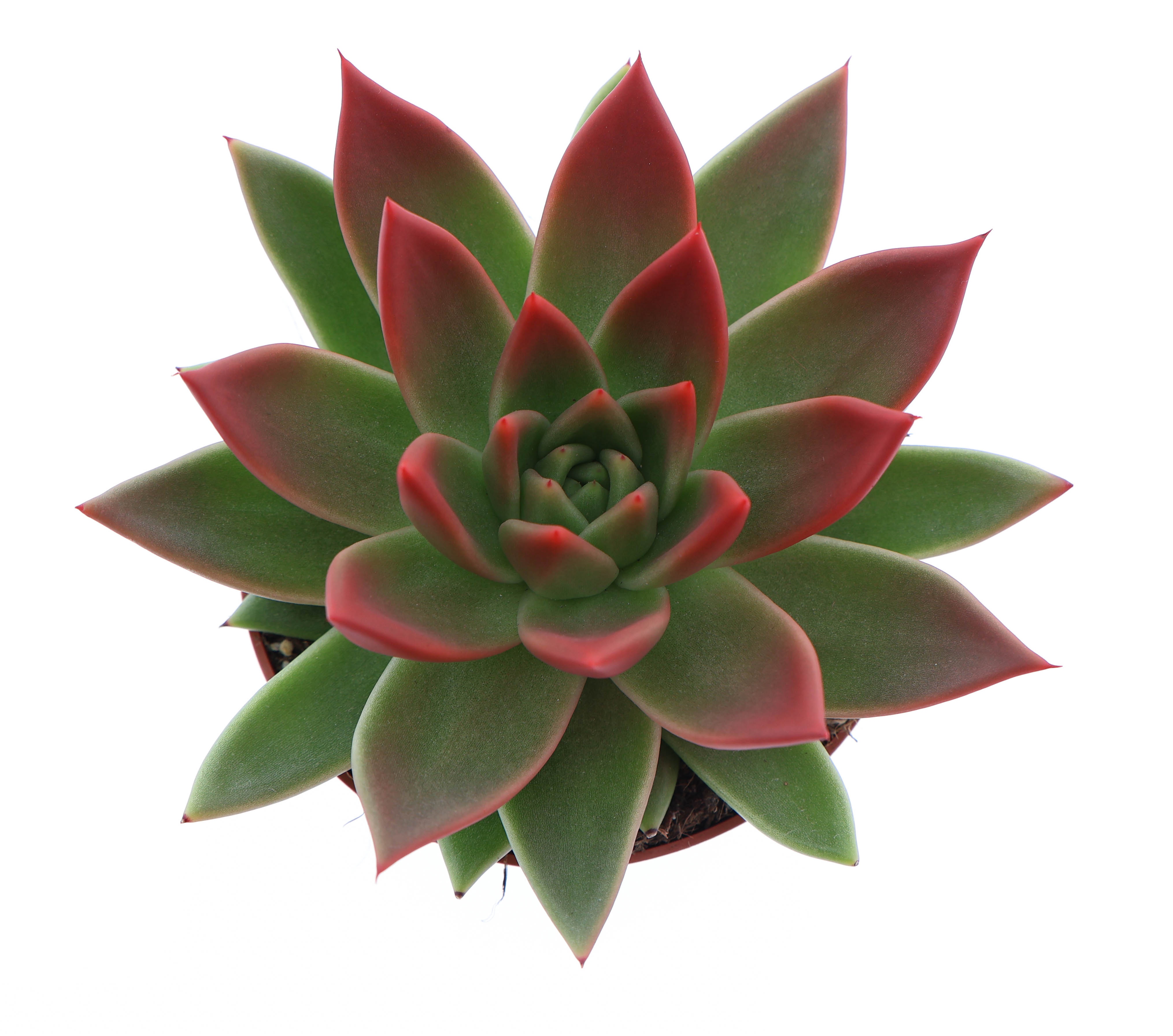 Miranda tips red, D 10,5