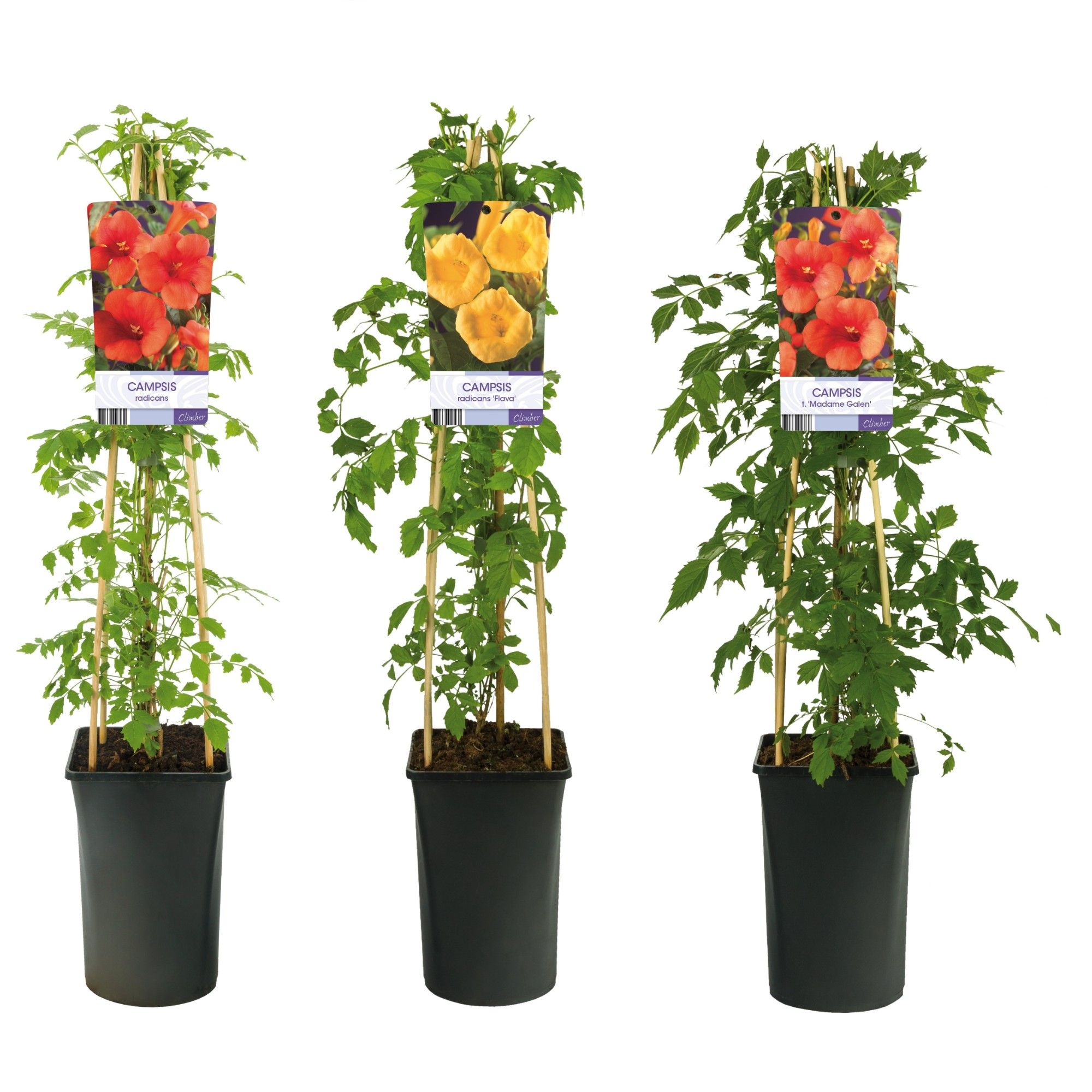 Mixshelf Campsis +light label, D 17