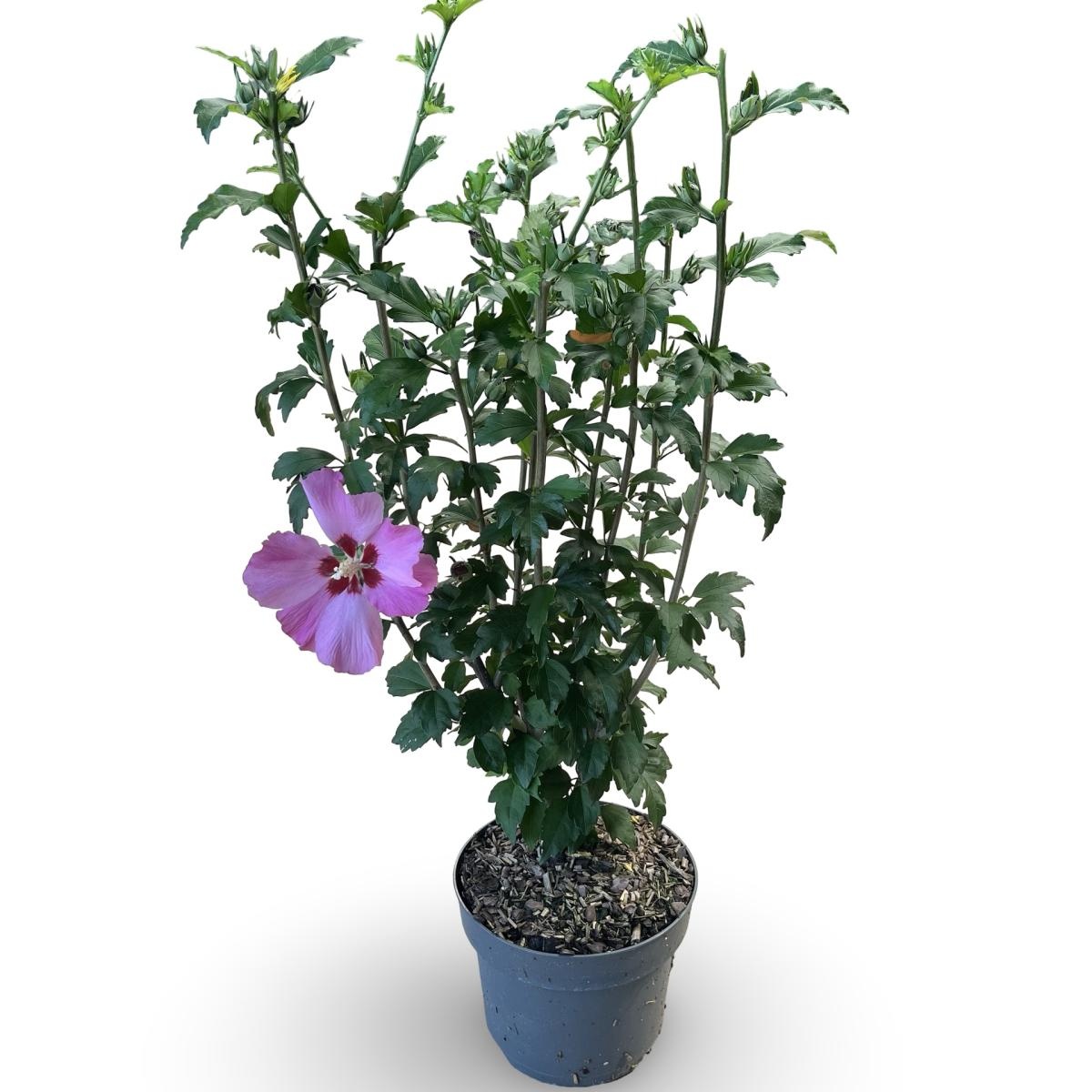 Hibiscus syr. 'Woodbridge', rose, D 21