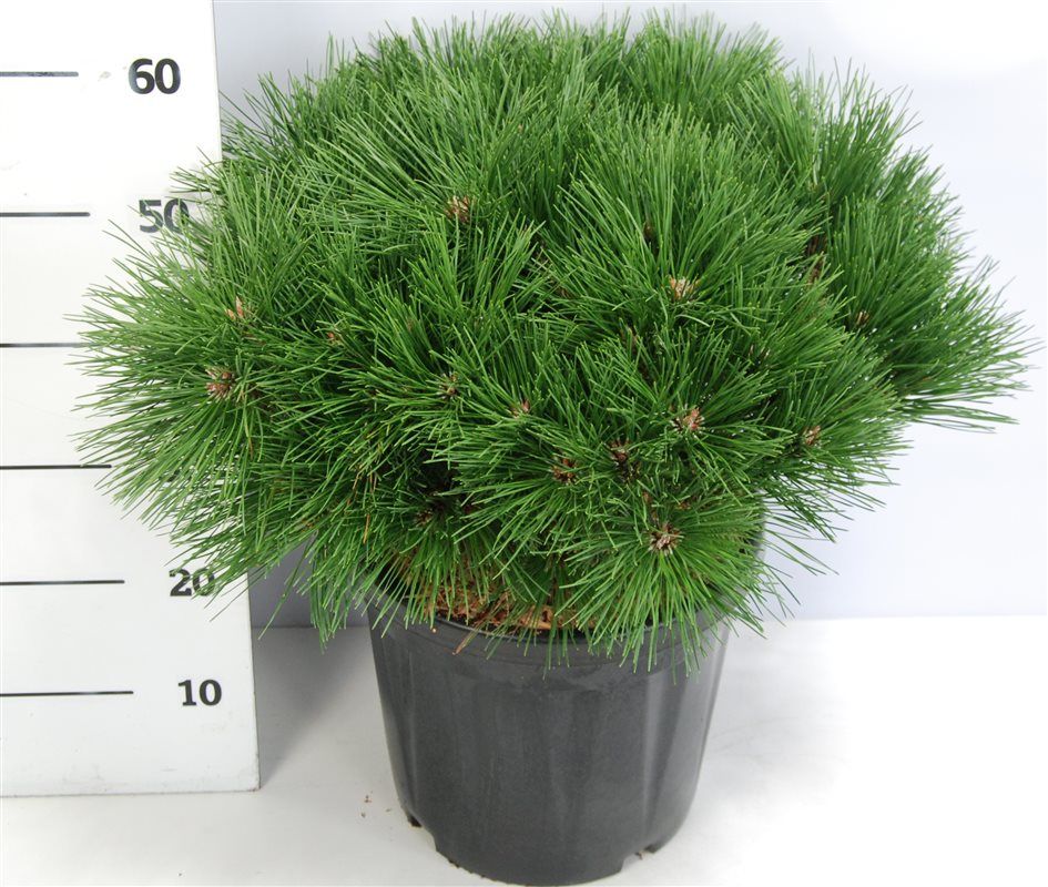 Pinus nigra 'Pierrick Bregeon', D 32