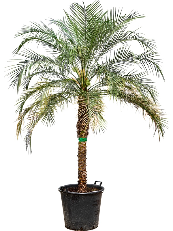 Phoenix roebelenii (250-300), D 55