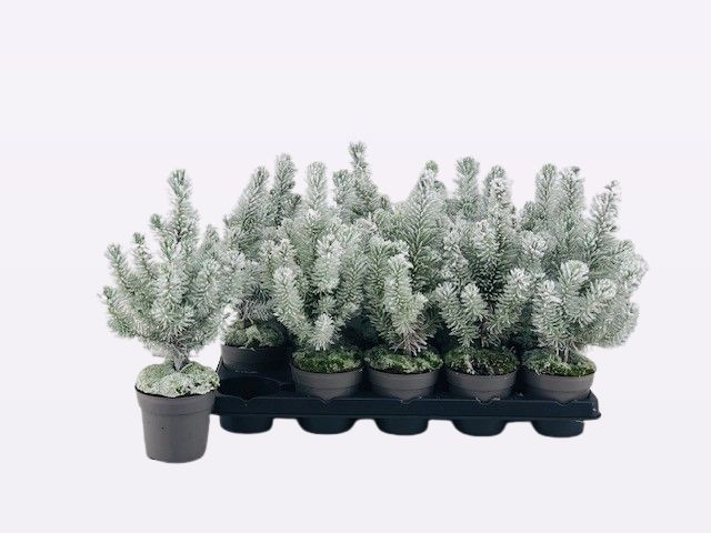 Pinus Pinea P10,5 snow, D 10,5