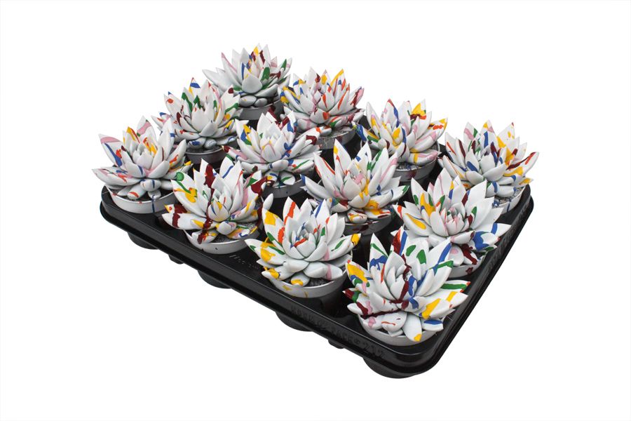 Miranda coloured Splash white, D 8,5