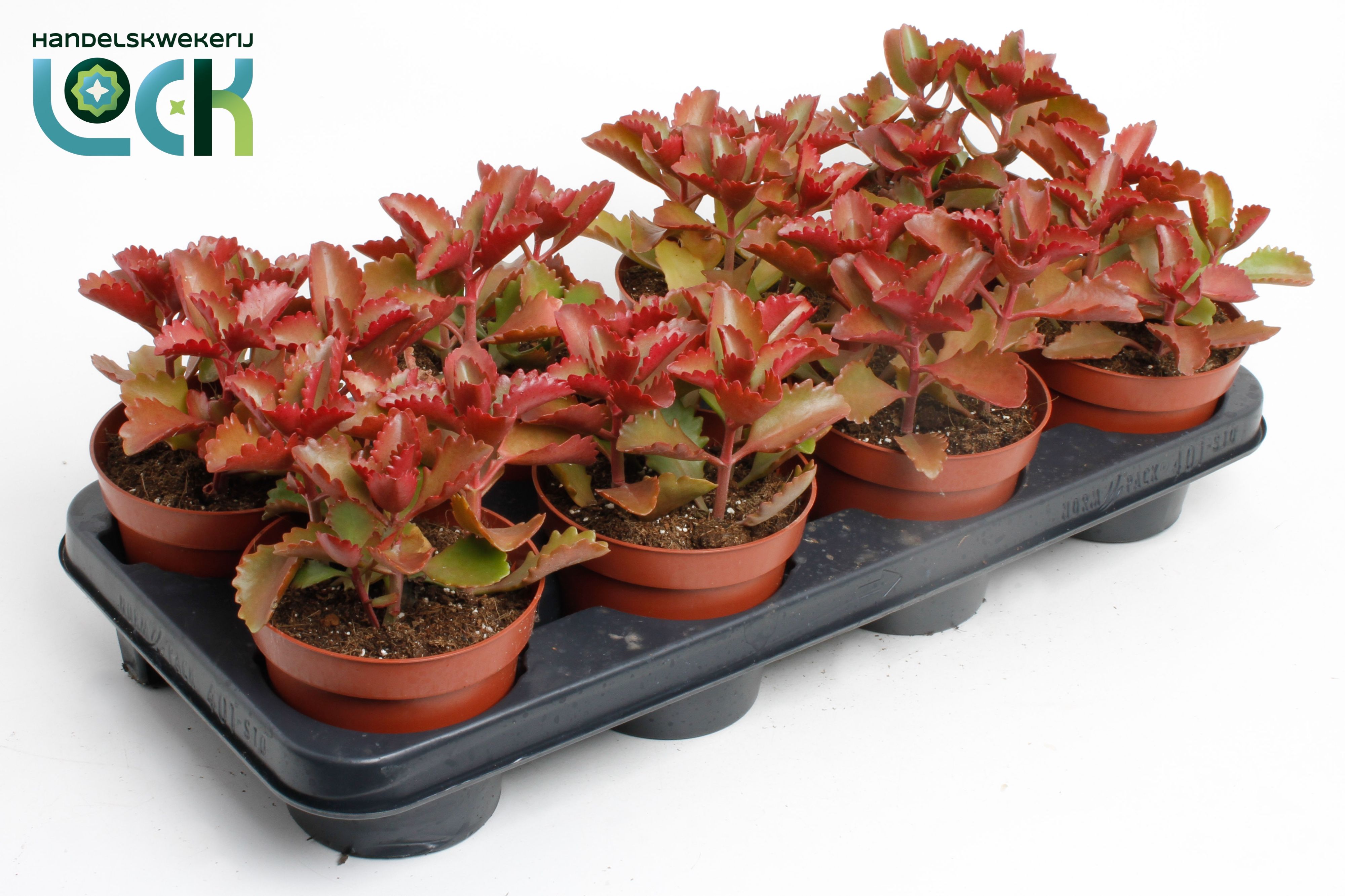 Kalanchoë Pinatum, D 12