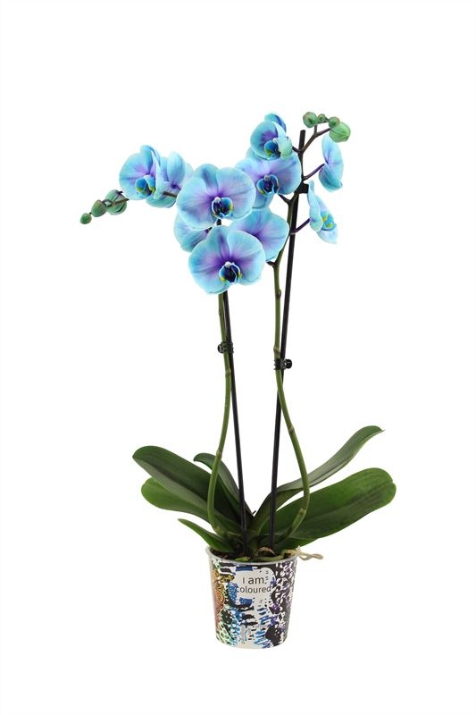 Potcover p12 I am Coloured Phal I am Blue Lagoon 2T14+, D 12