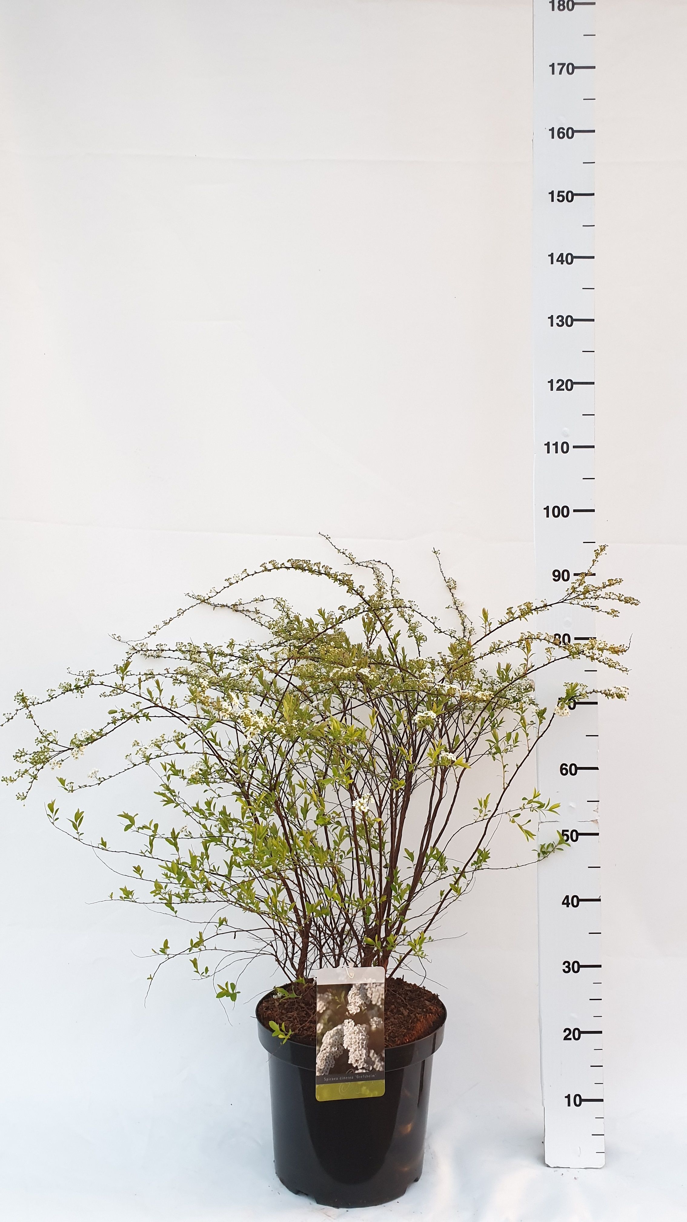 Spiraea cinerea 'Grefsheim', D 30