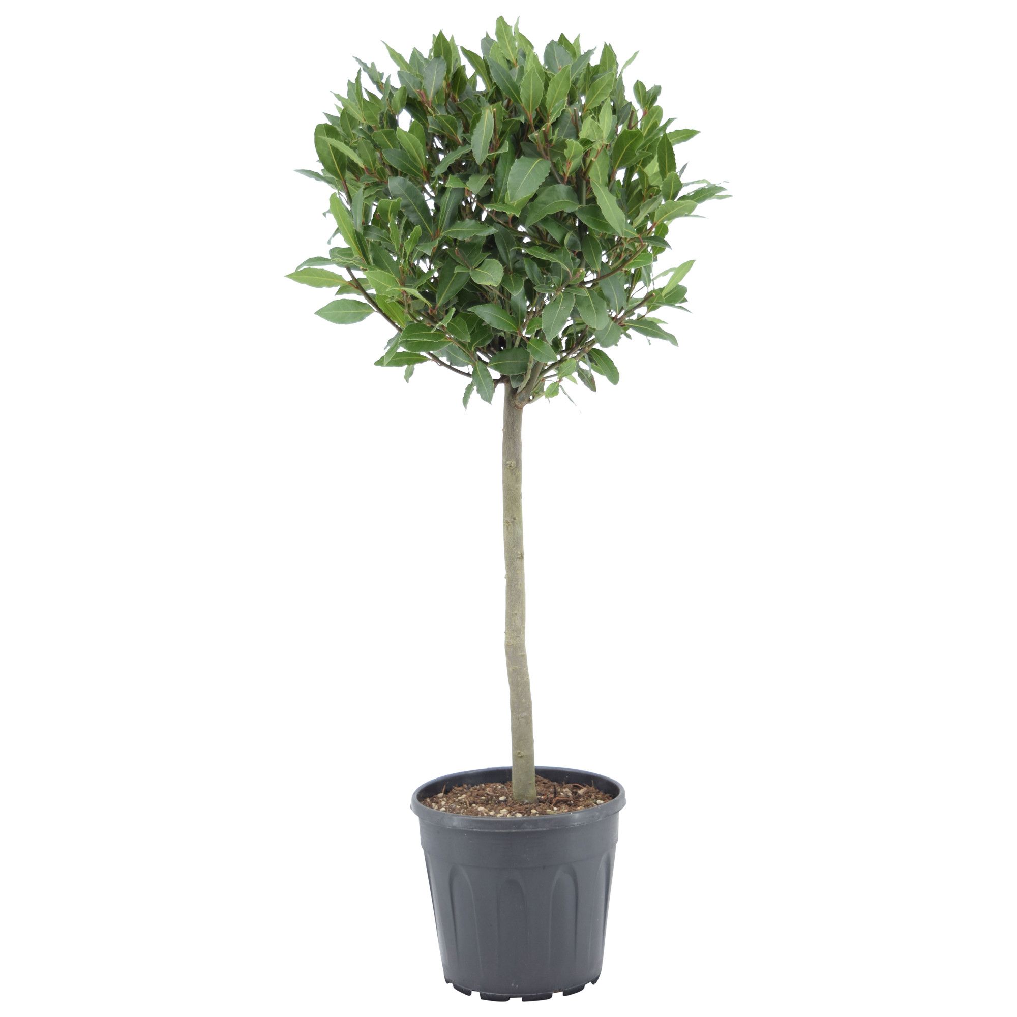 Laurus nobilis Bol op stam, D 25