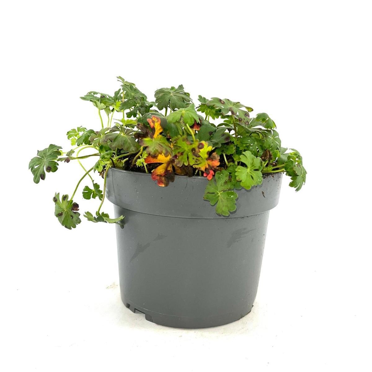 Geranium cant. 'St Ola', wit, D 17