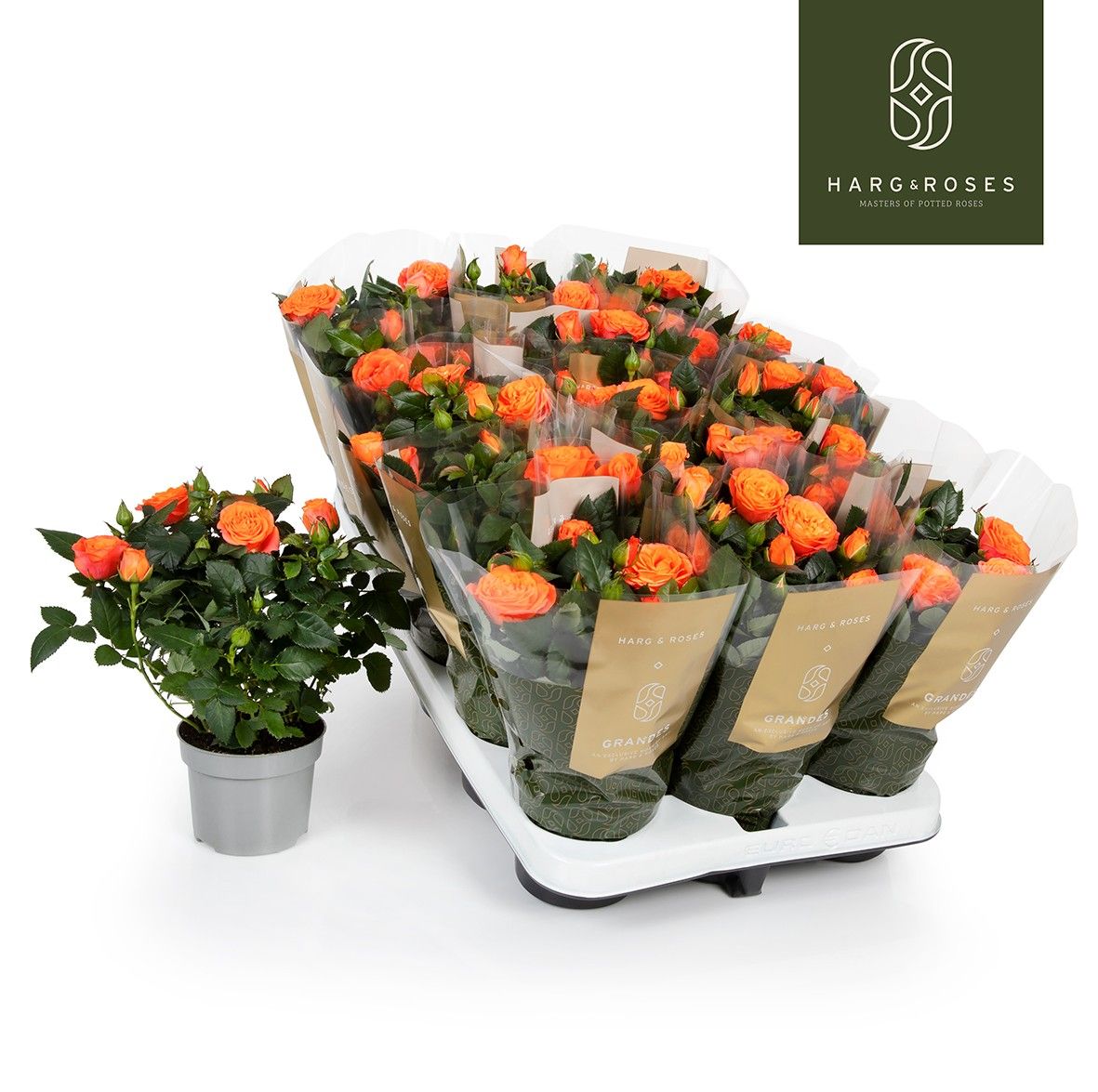 Rosa Kordana Grande Bengali, D 10,5