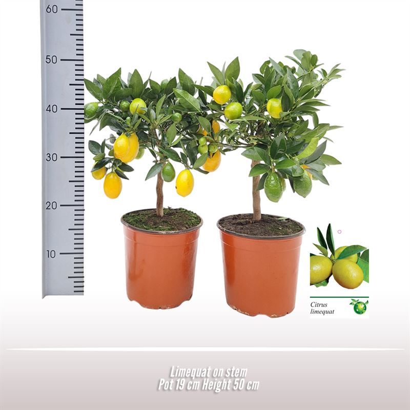 Limequat op stam, D 19