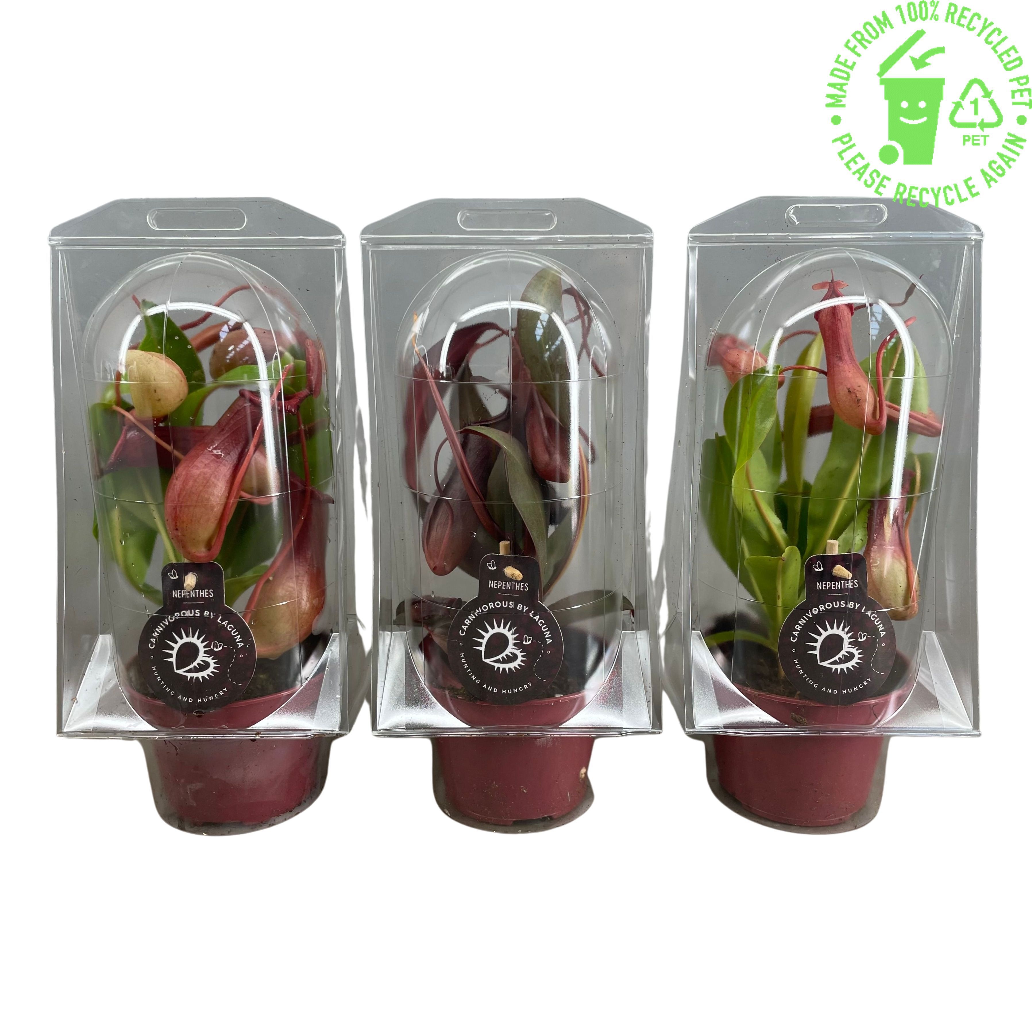 Nepenthes mix 12 cm in blister, D 12
