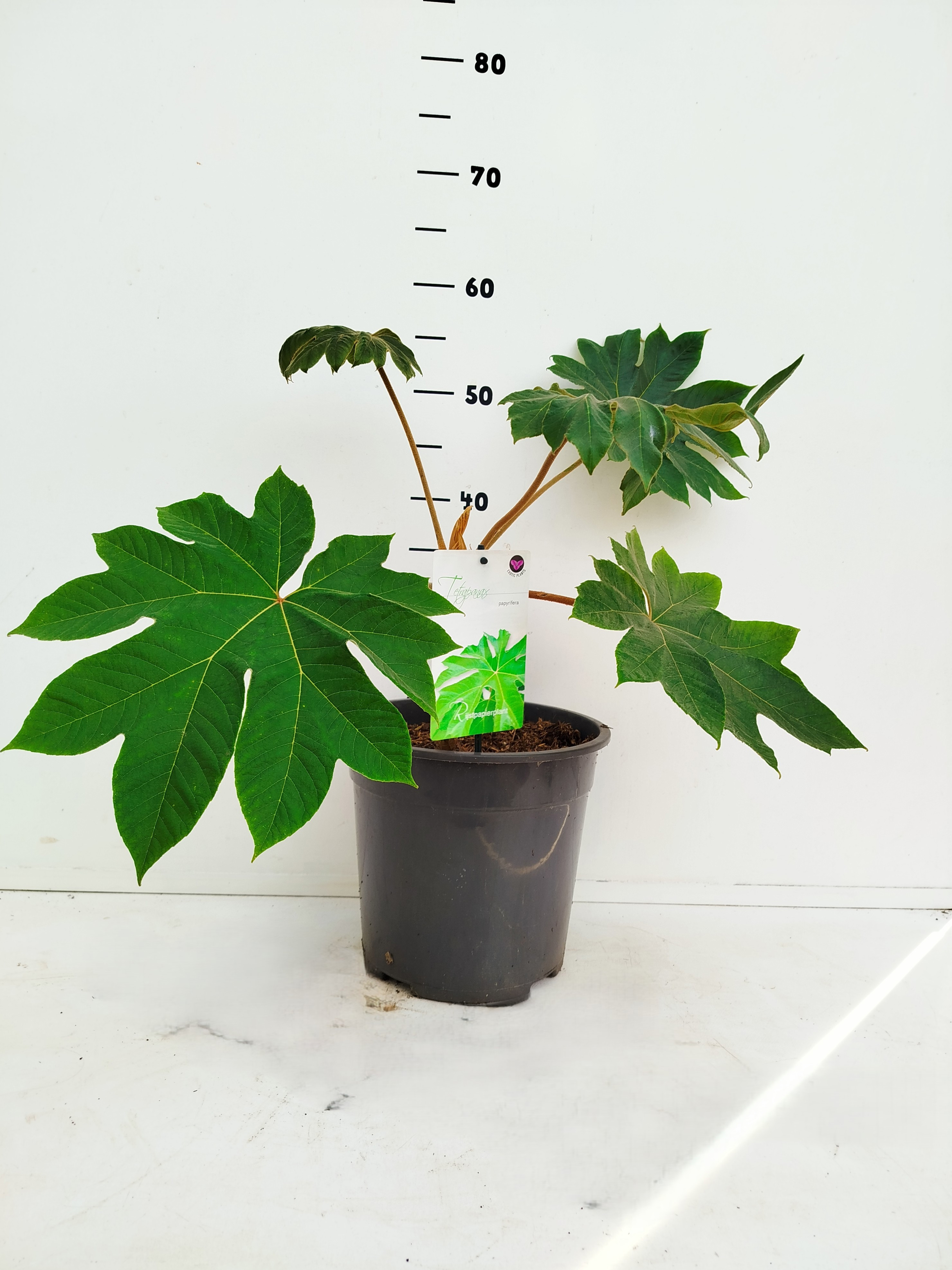 Tetrapanax papyrifera, D 24