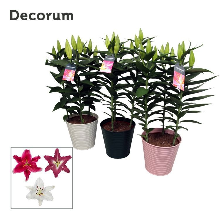 Lilium Oriental Mix 17cm ZINK, D 18