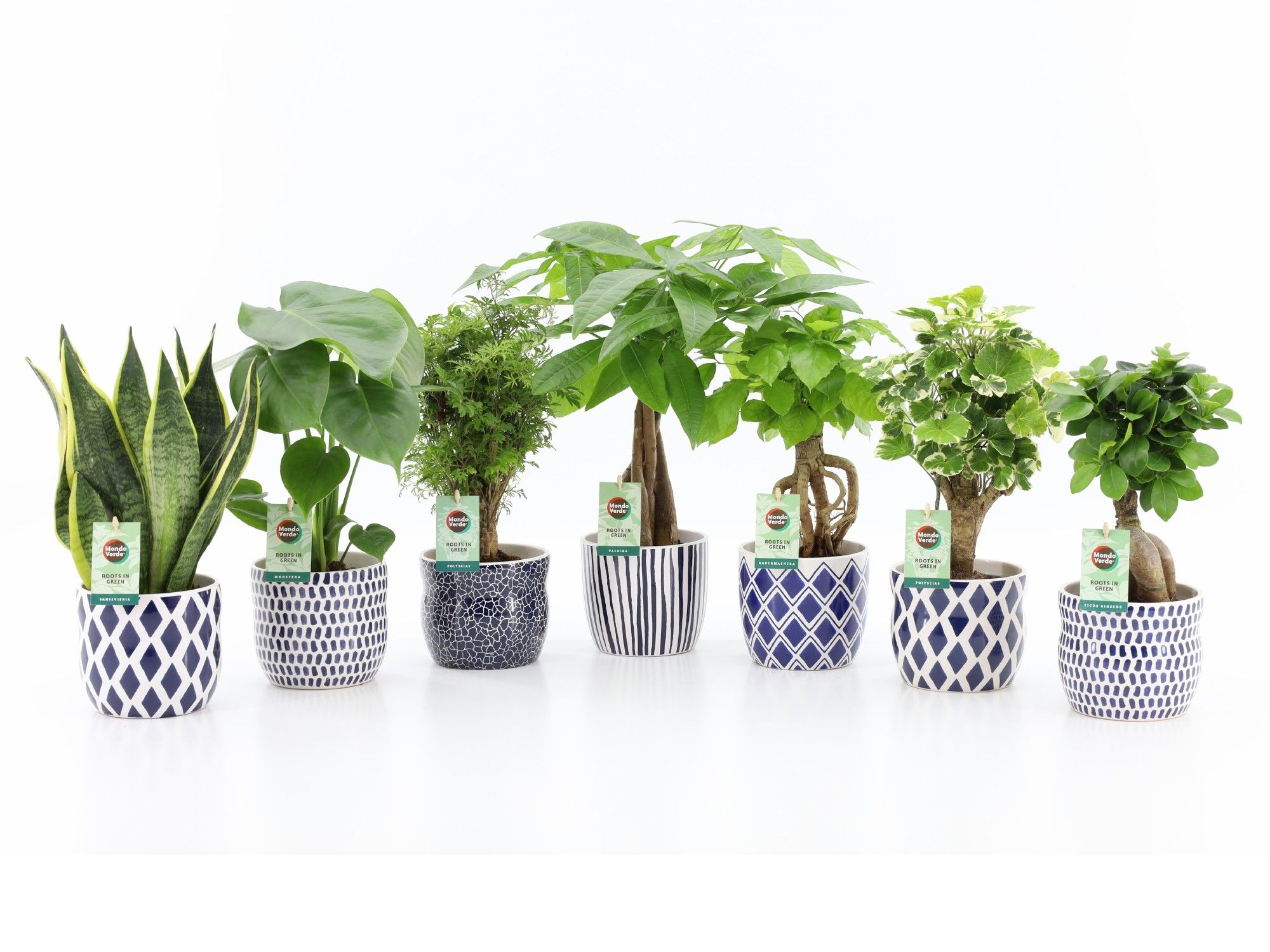 Exotic Green Mix in Delft Blue, D 13