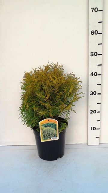 Thuja occ. 'Golden Globe', D 19