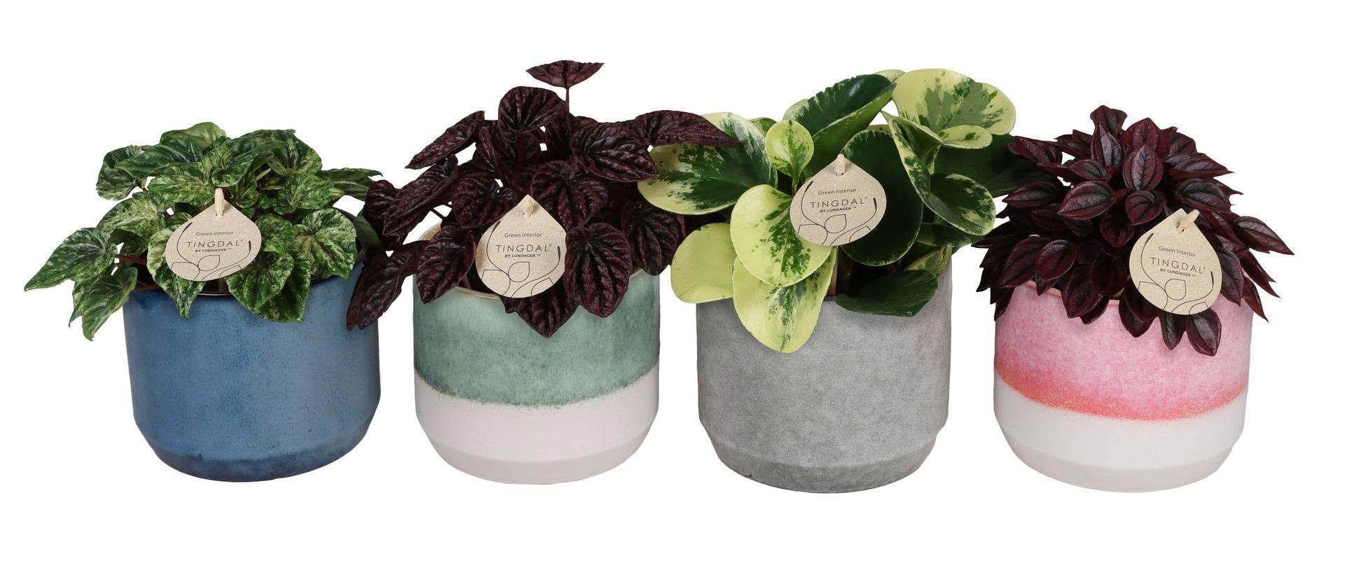 L 67225 with Peperomia Mix 12 cm, D 12