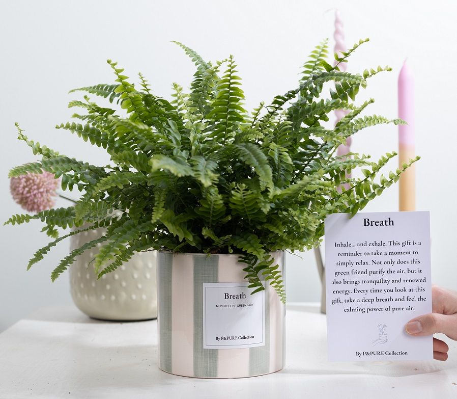 Nephrolepis Green Lady Gift "Breath" WITH GREETING CARD!!!, D 12