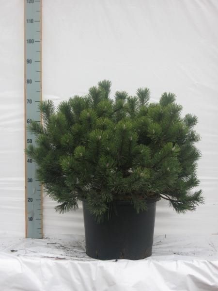 Pinus mugo mughus, D 35