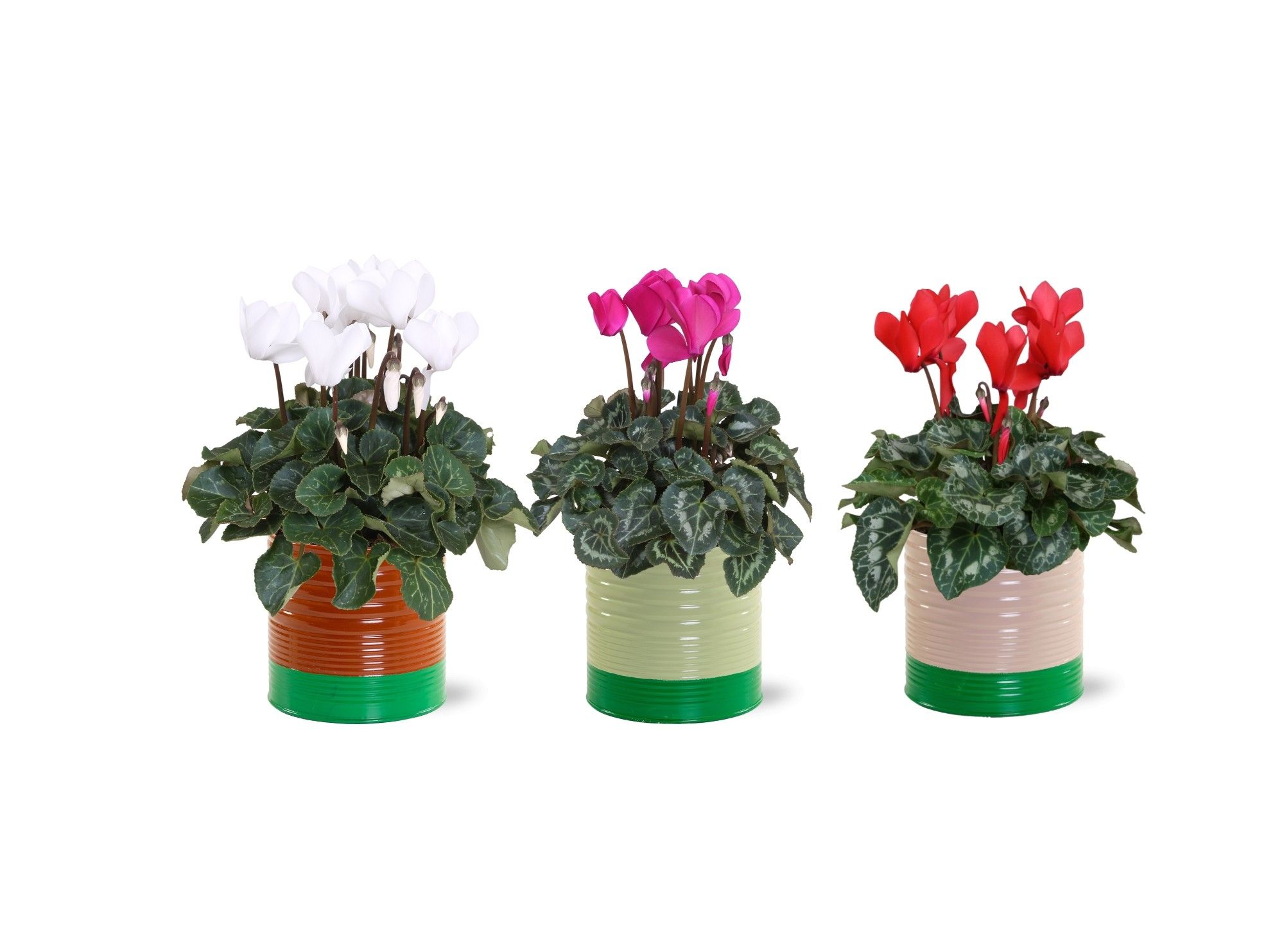 Collectie "Natural Bubble" Cyclaam in zinken pot Nola, D 12