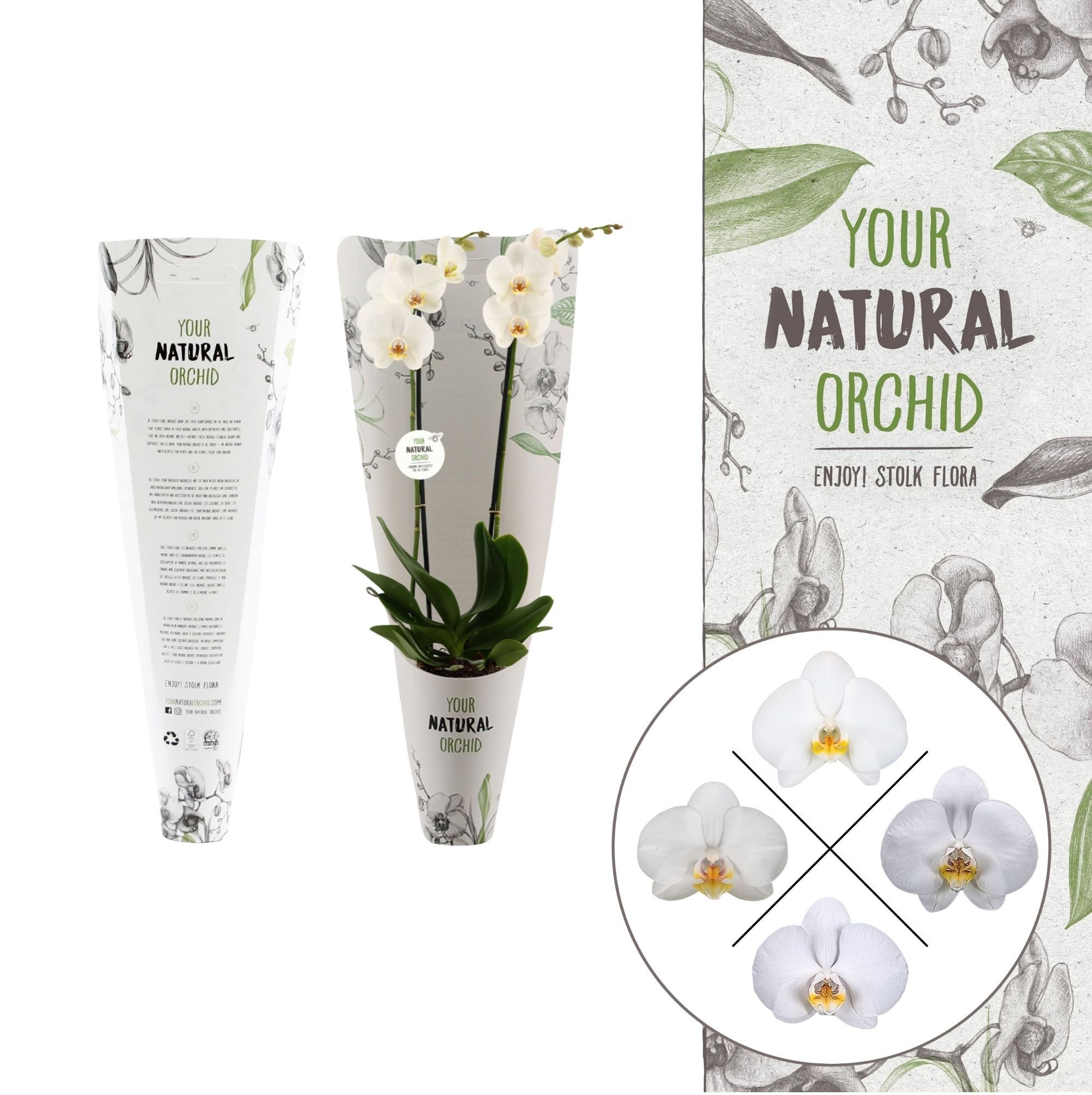 Your Natural Orchid | White in Gift pack | Phalaenopsis 2 spike, D 12